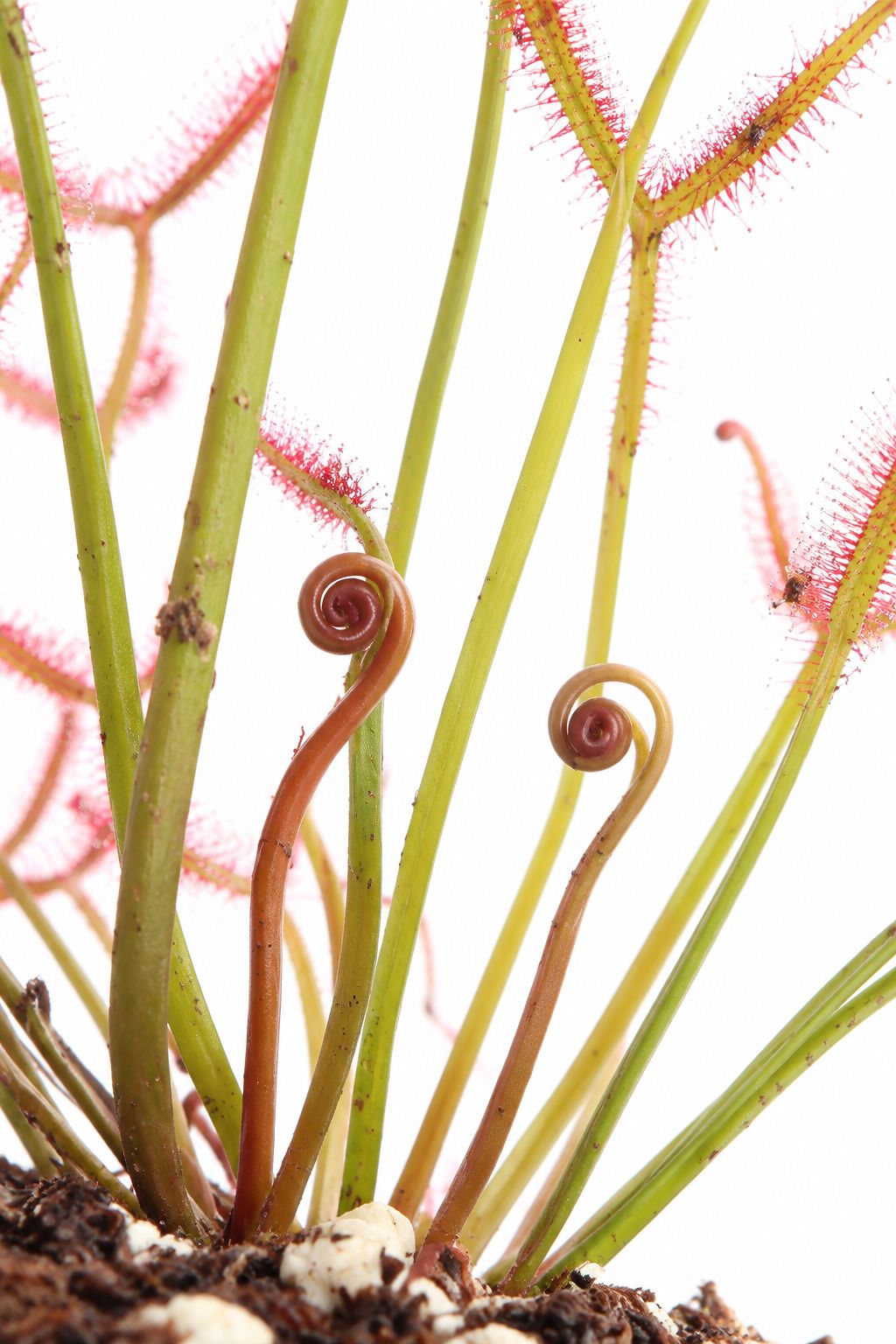Drosera Binata (Red/White)