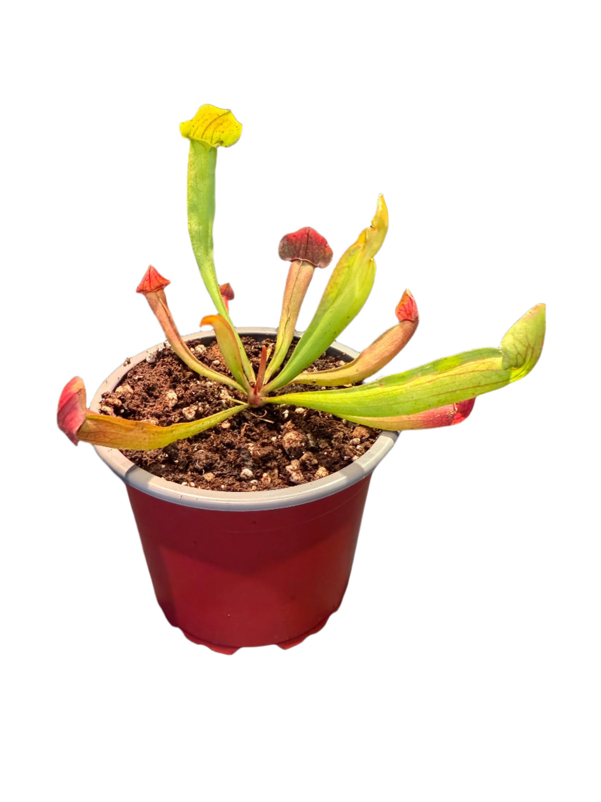 Sarracenia X Juthatip Soper