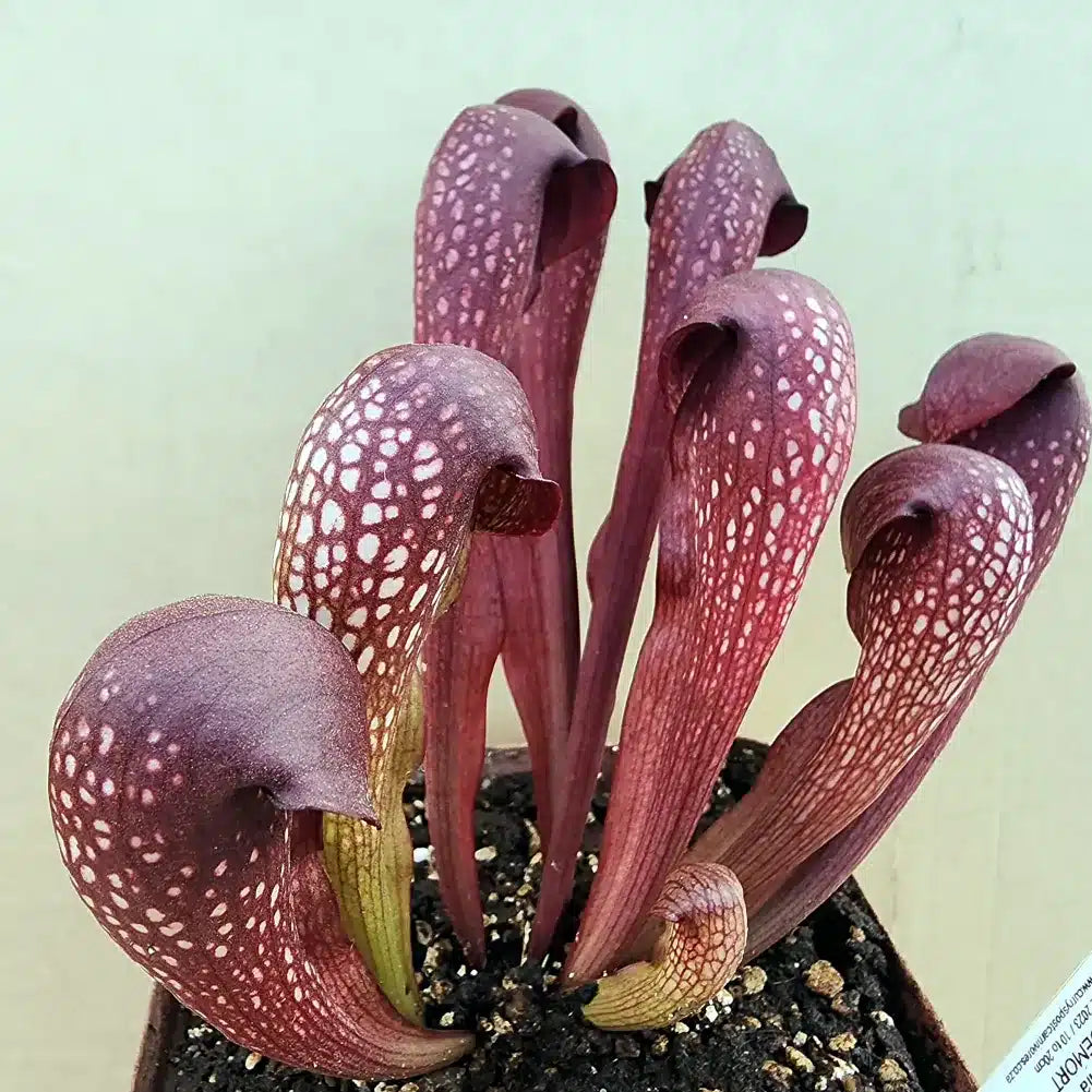 Sarracenia x Voldermort