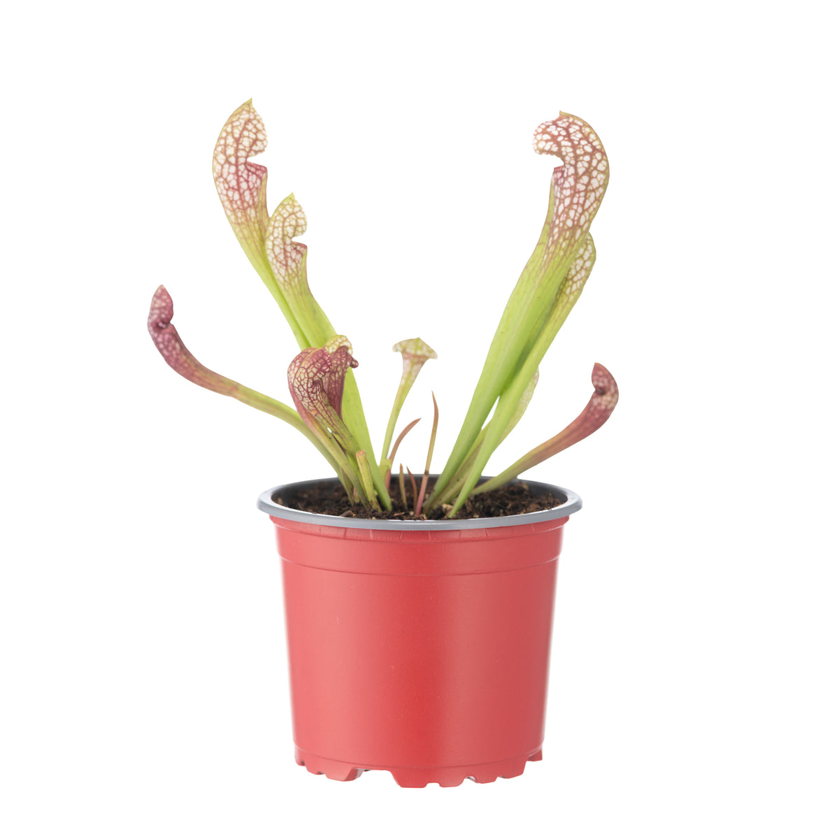 Sarracenia x Scarlett Belle