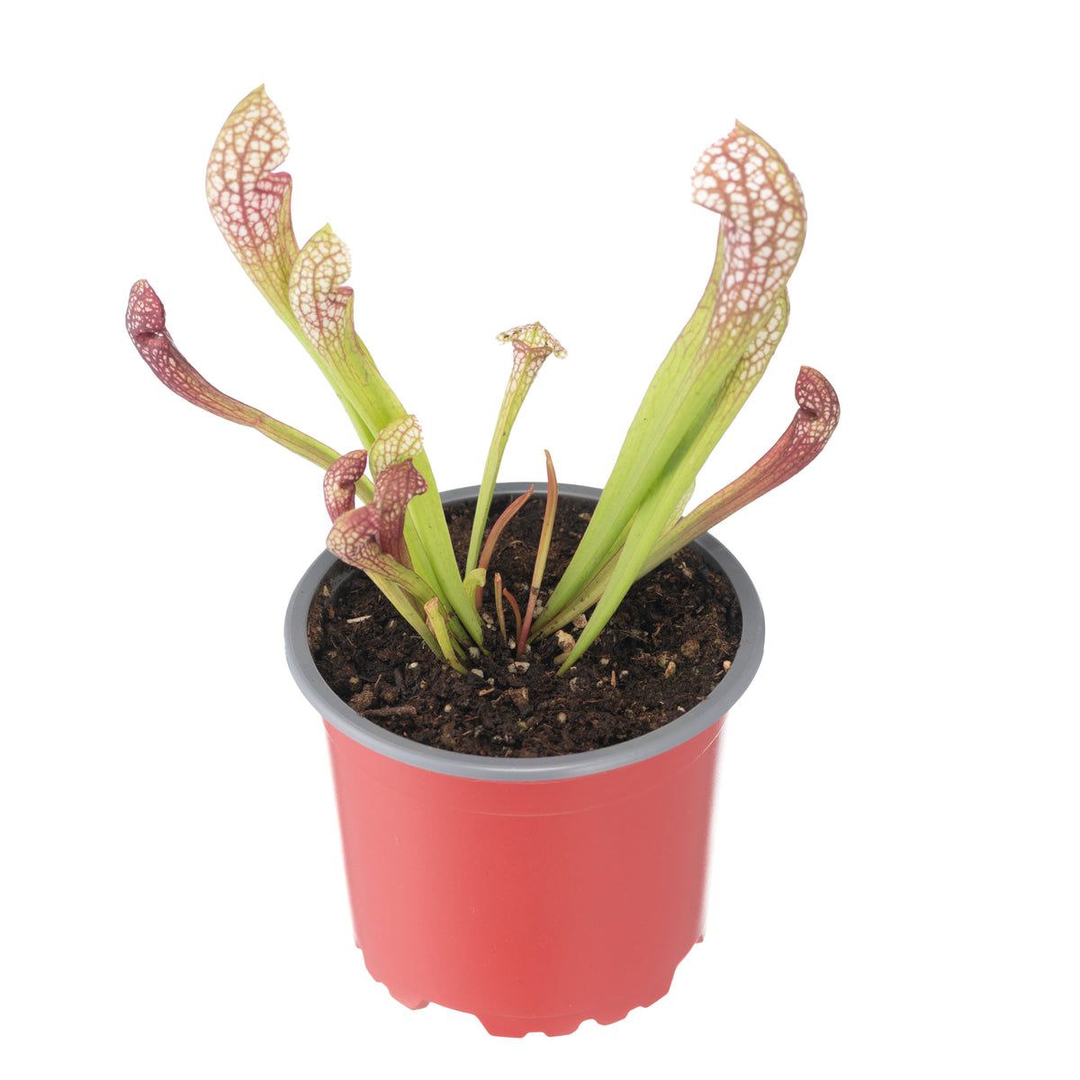 Sarracenia x Scarlett Belle