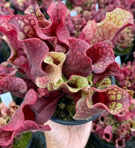 Sarracenia x Purpurea Venosa