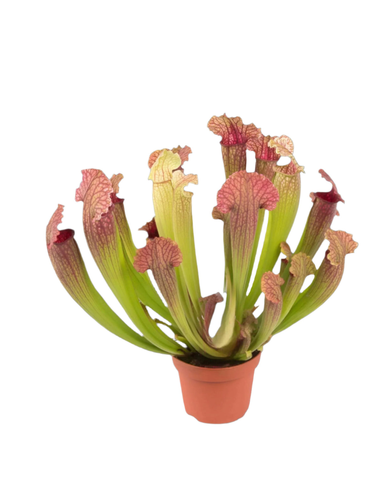 Sarracenia X Fiona