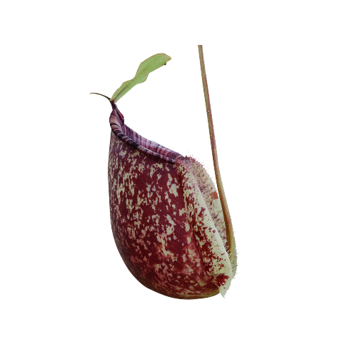 Jozi Carnivores - Discover the extraordinary world of carnivorous plants