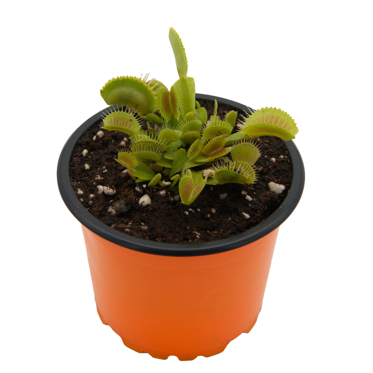 VFT flytrap medium
