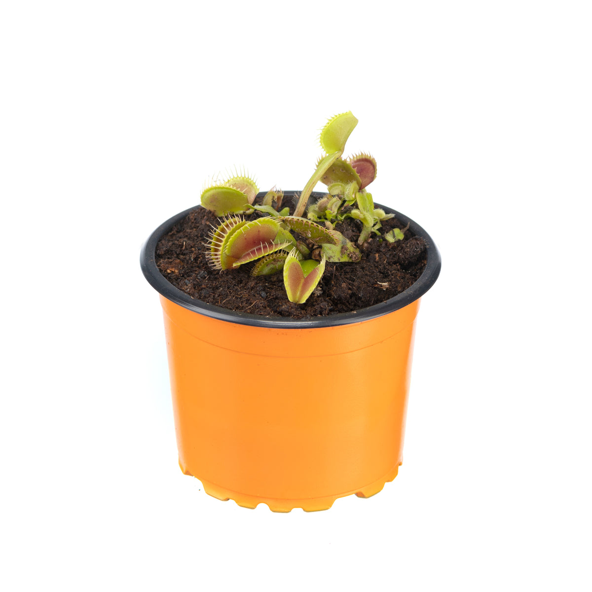 VFT flytrap medium