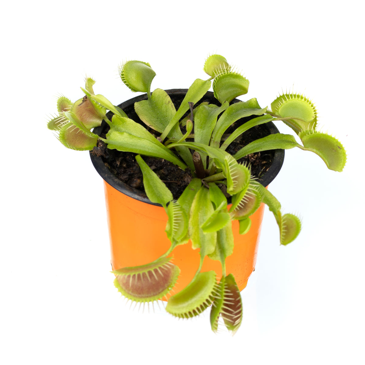 VFT flytrap medium