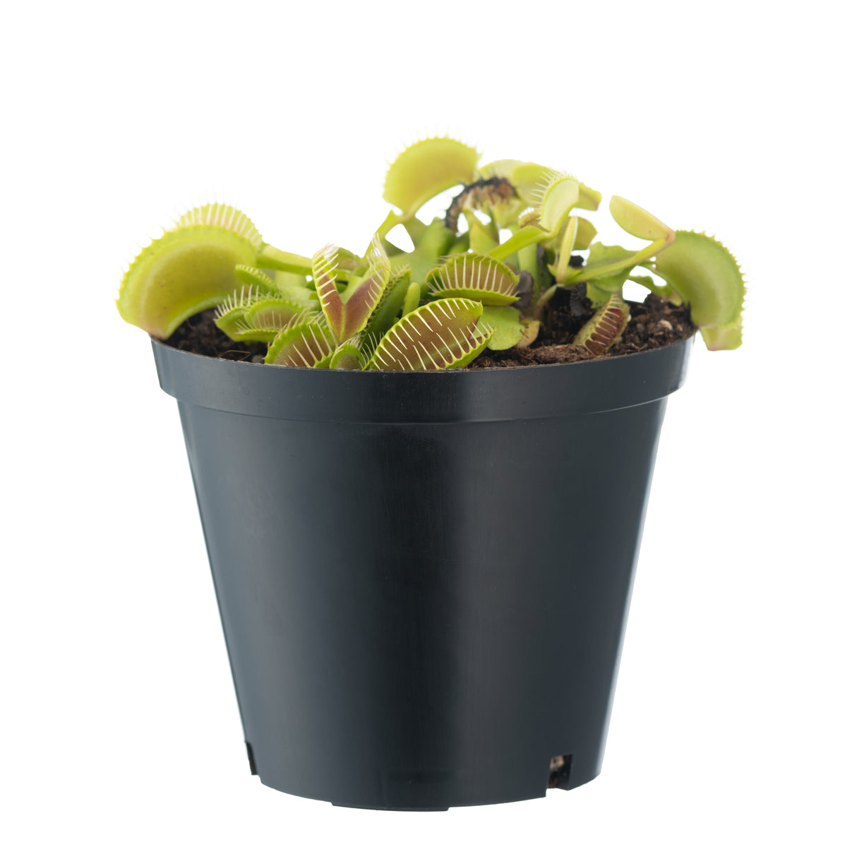 VFT Large