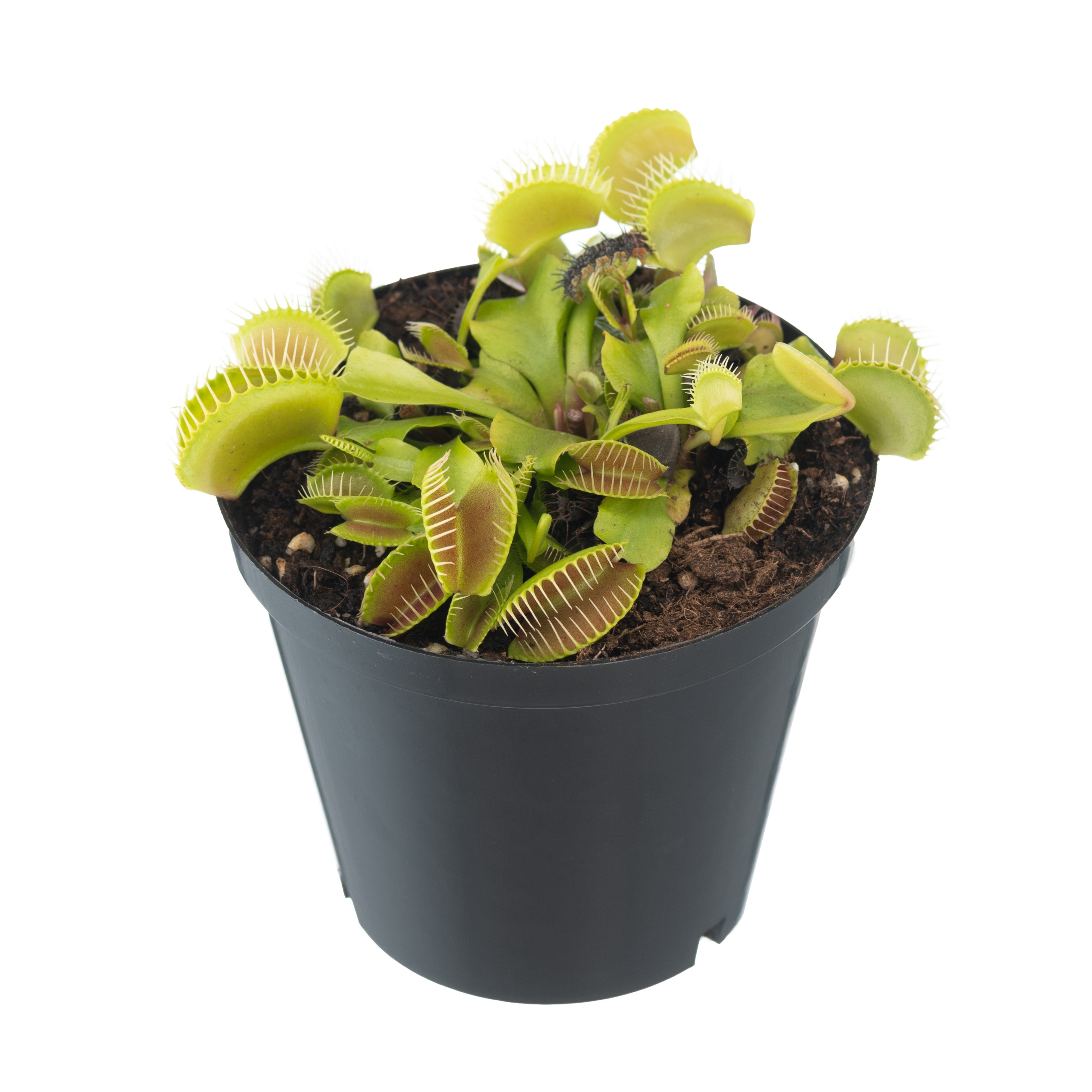 B52 Carnivorous Plant | Shop Plants Online | Jozi Carnivores