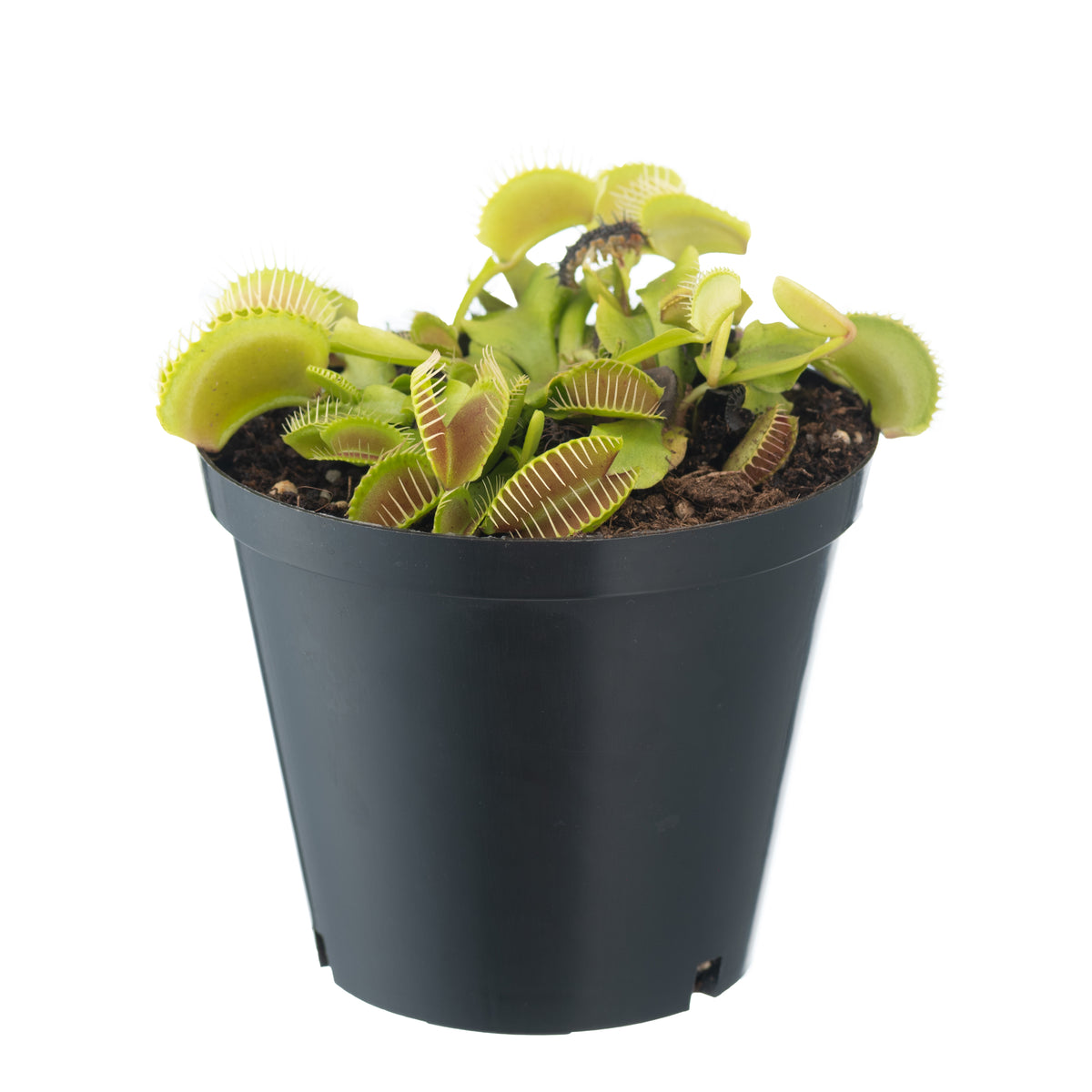 VFT Large