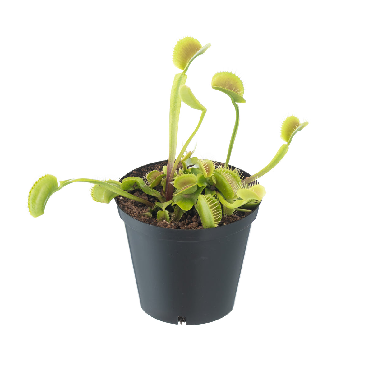 VFT Large