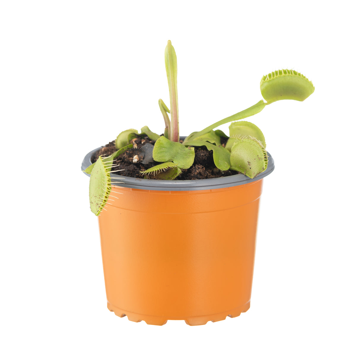 VFT medium