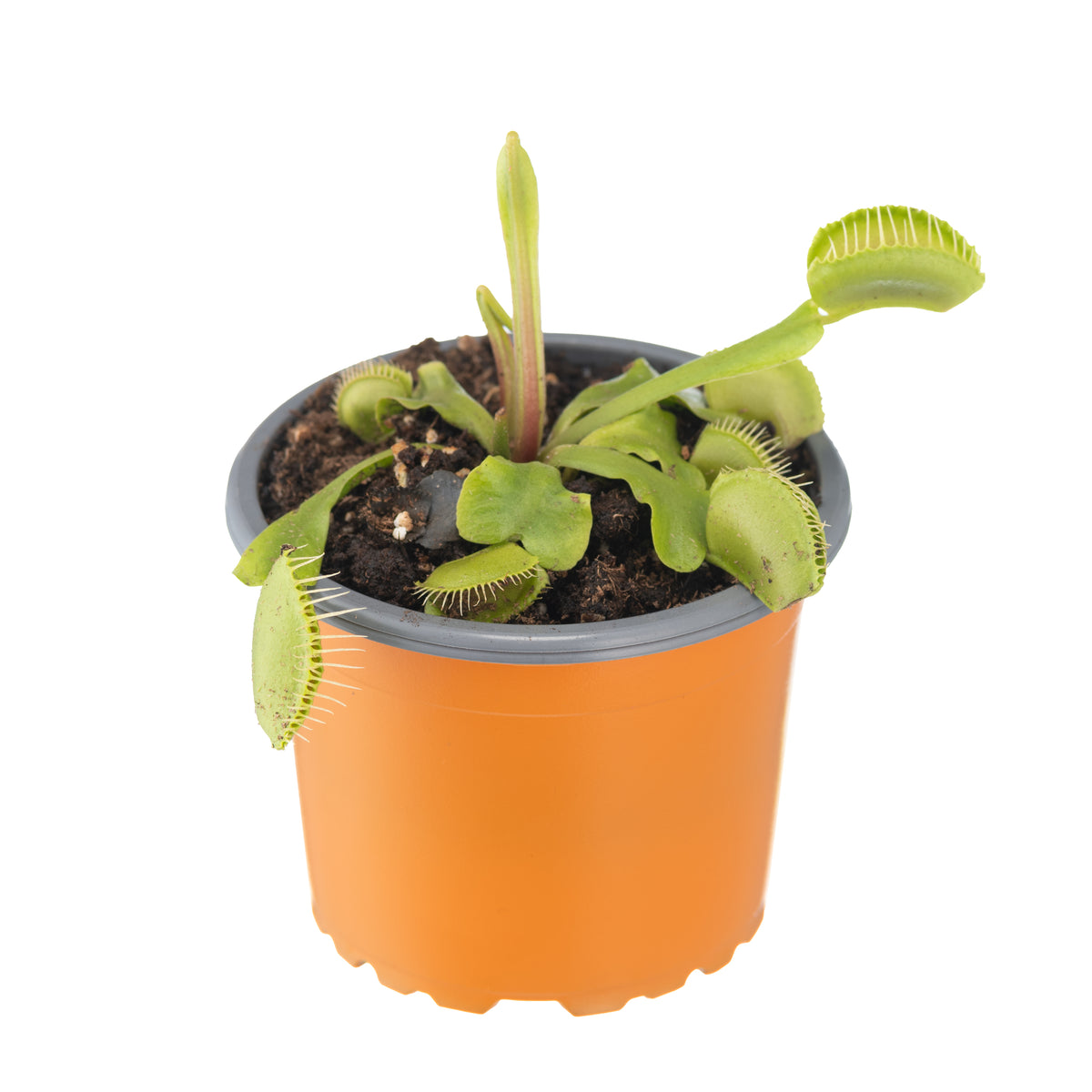VFT flytrap medium