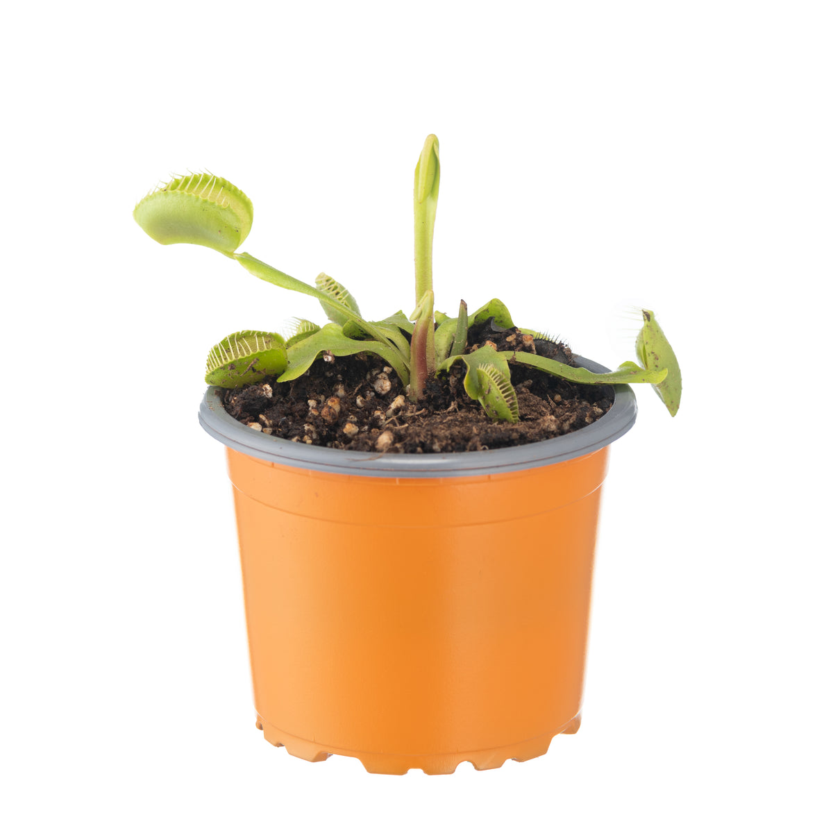 VFT medium
