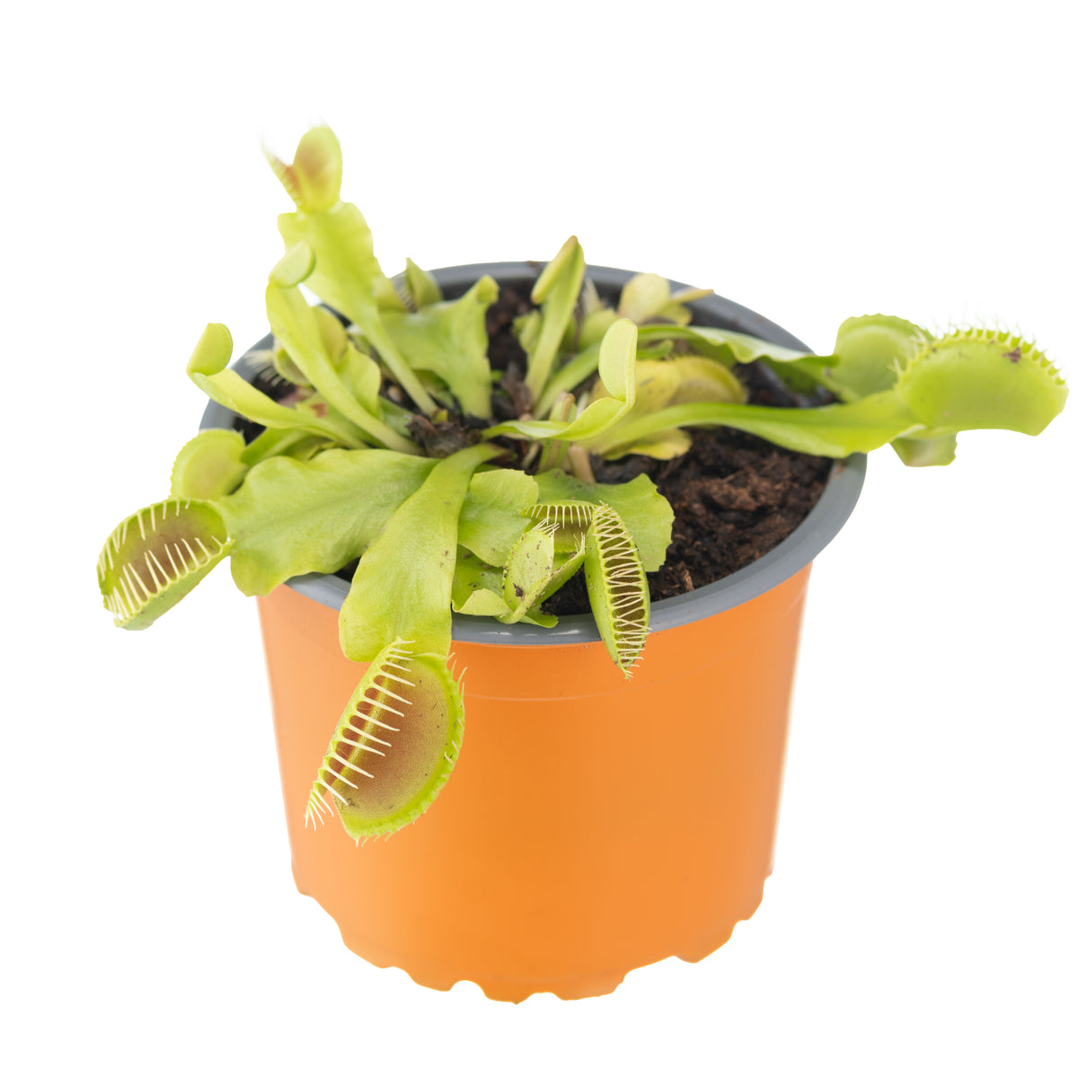 VFT medium