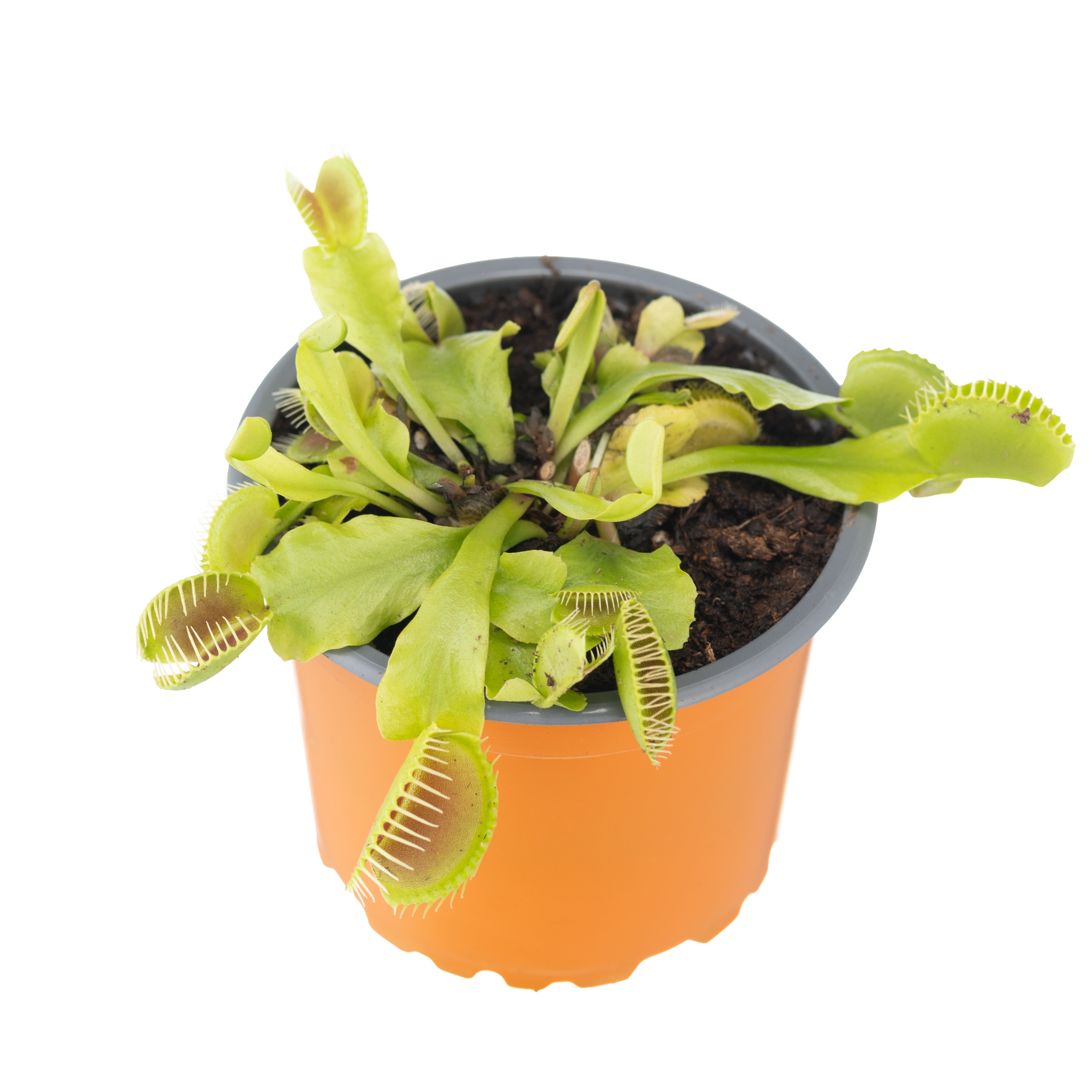 洋楽 G-Rap TOTAL PACKAGE - 4U B52 Carnivorous Plant | Shop Plants Online | Jozi Carnivores