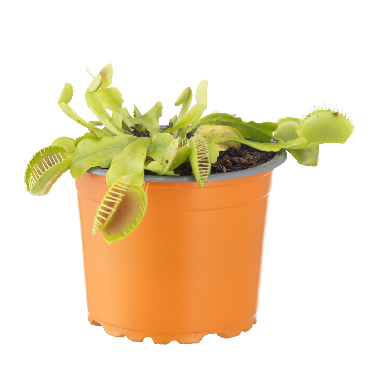 VFT medium