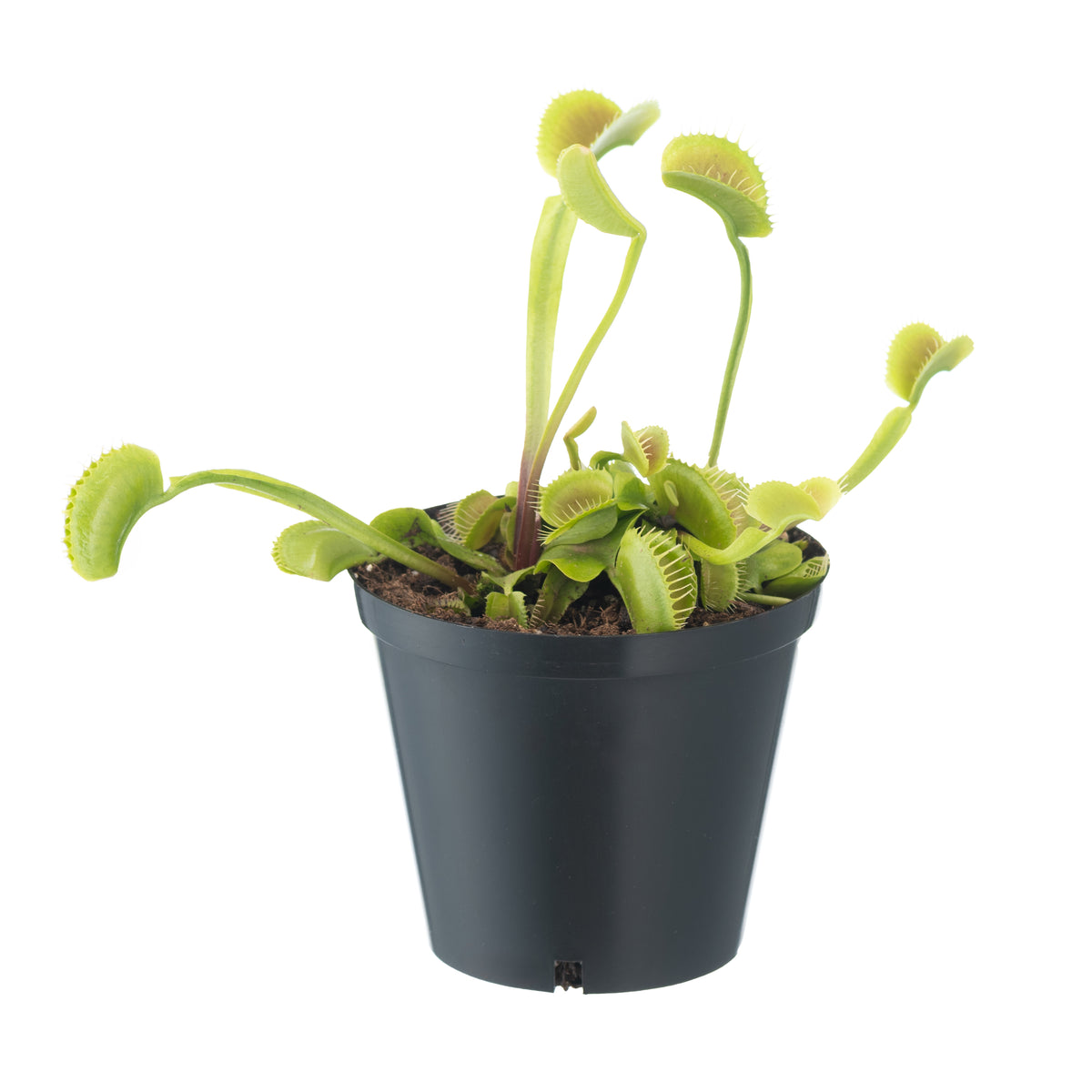 VFT Large