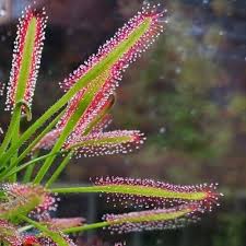 Drosera Capensis Red