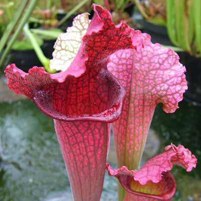 Sarracenia X Juthatip Soper