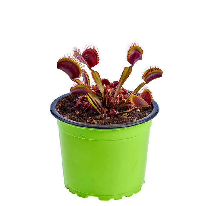 Maroon Monster Carnivorous Plant | Shop at Jozi Carnivores