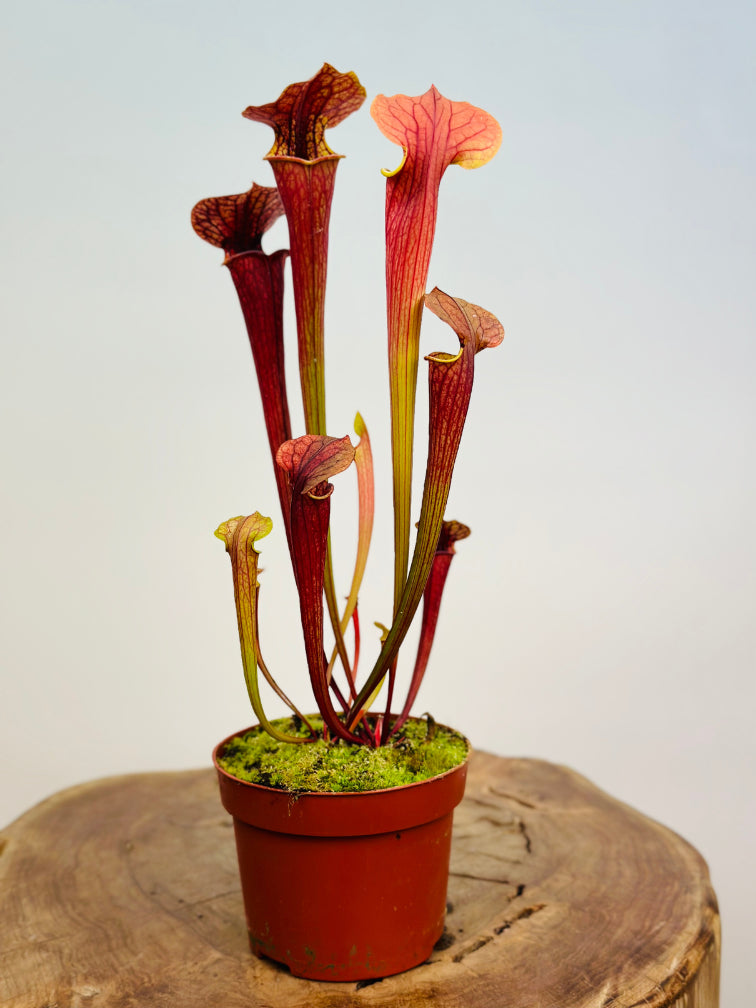 Sarracenia x Tygo