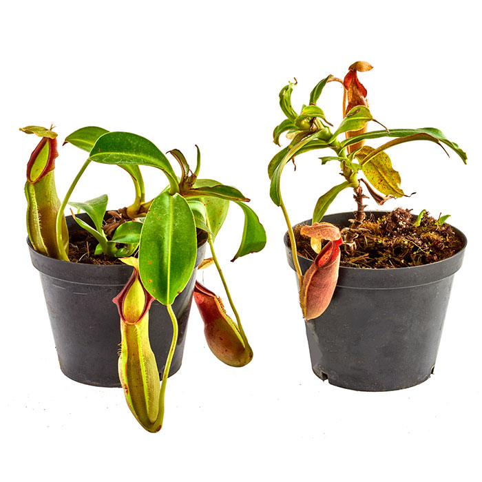 Assorted Nepenthes Carnivorous Plant