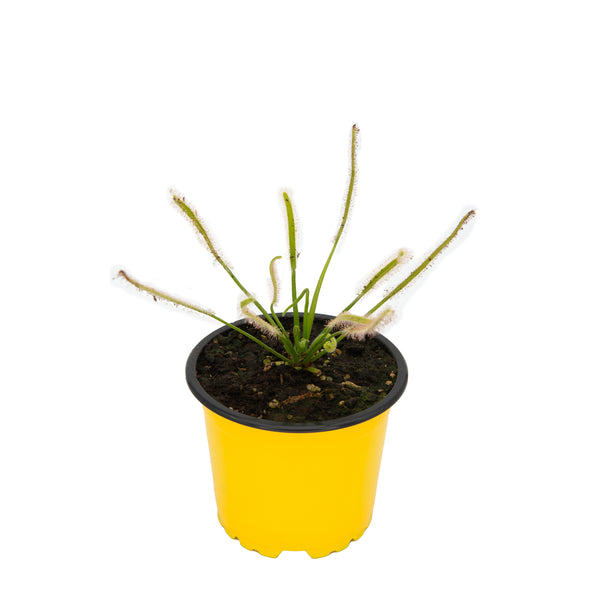 CAPE SUNDEW WHITE Carnivorous Plant Shop Plants Jozi Carnivores