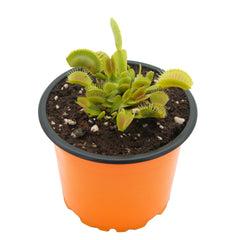 VFDCXLa-W_240x.jpg?v=1763383093